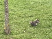 18th May 2021 - Squirrel Eating Some Leftover Sandwich 