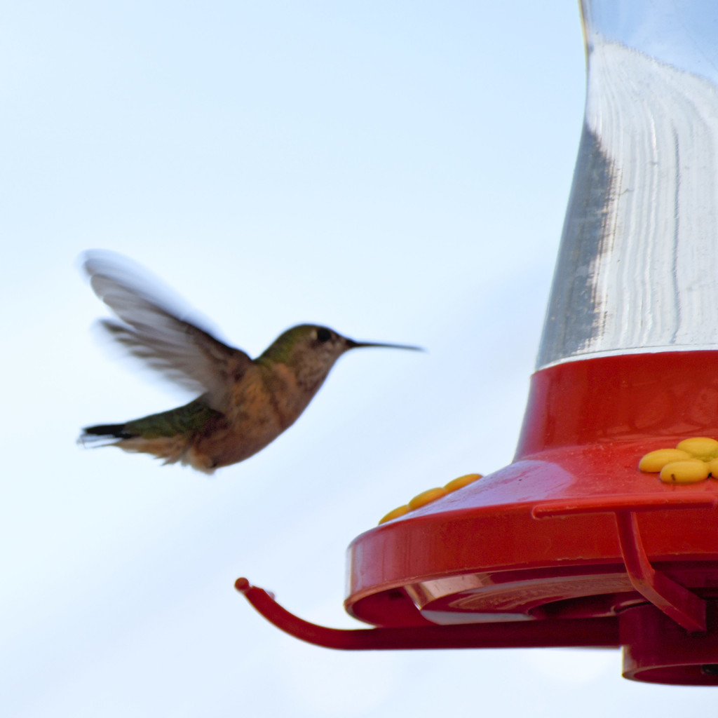 Return Of The Hummingbirds by bjywamer