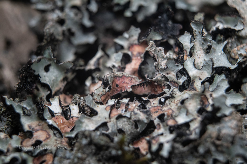 Macro Lichen Abstract by theredcamera