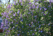 17th May 2021 - Flourishing Lilac Bush
