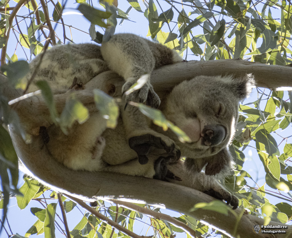 seriously? by koalagardens