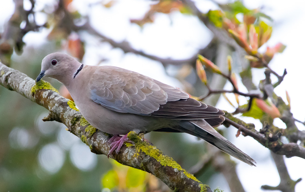Dove in a Tree by lifeat60degrees