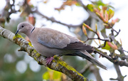 18th May 2021 - Dove in a Tree