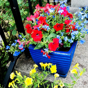 17th May 2021 - Our Porch Flowers