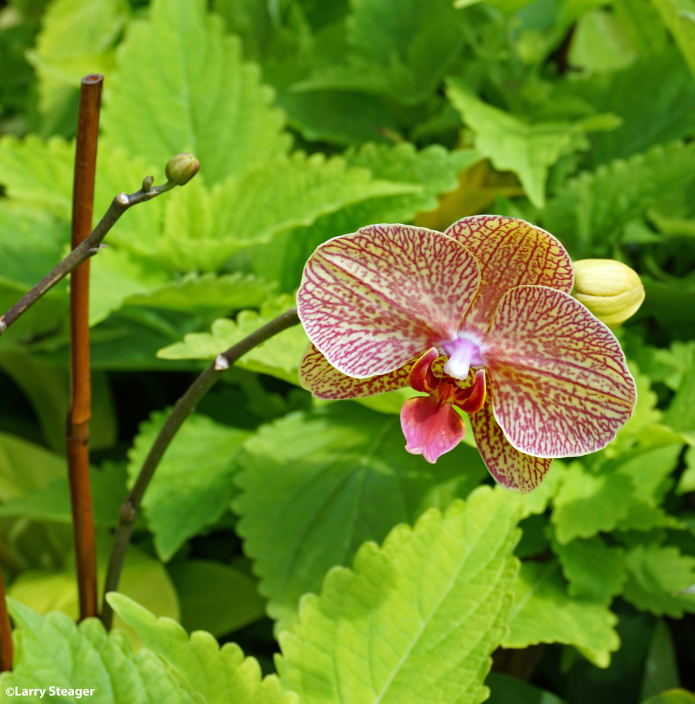 Orchid 5 2021 by larrysphotos