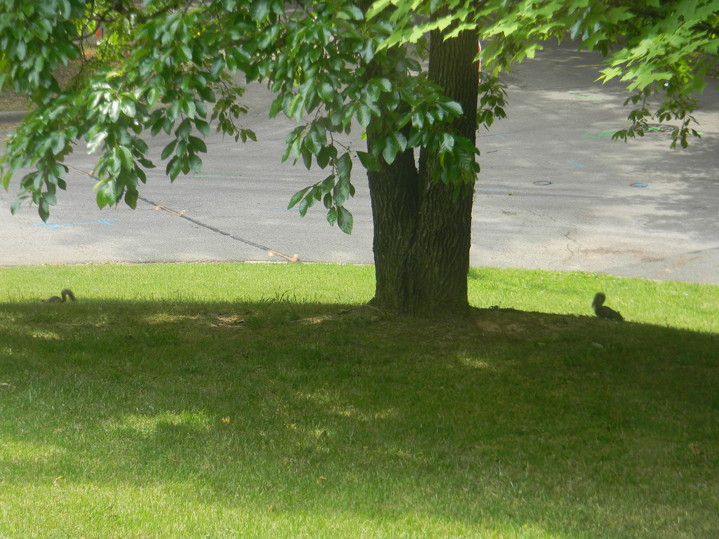 Two Squirrels Under Tree  by sfeldphotos