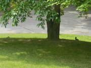 18th May 2021 - Two Squirrels Under Tree 