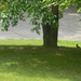 Two Squirrels Under Tree  by sfeldphotos