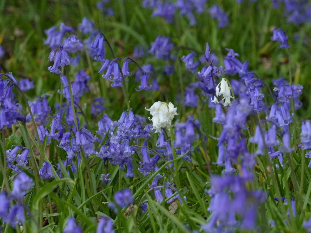 Hey!  These are supposed to be bluebells! by judithdeacon