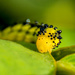 Little caterpillar by danette