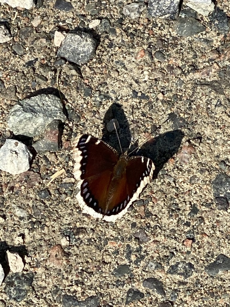 Mourning Cloak Butterfly and his Shadow  by radiogirl
