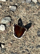 18th May 2021 - Mourning Cloak Butterfly and his Shadow 