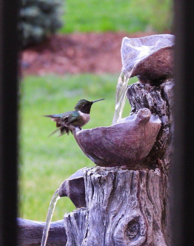 Hummingbird Drinking from my Fountain by frantackaberry