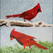 cardinals by summerfield
