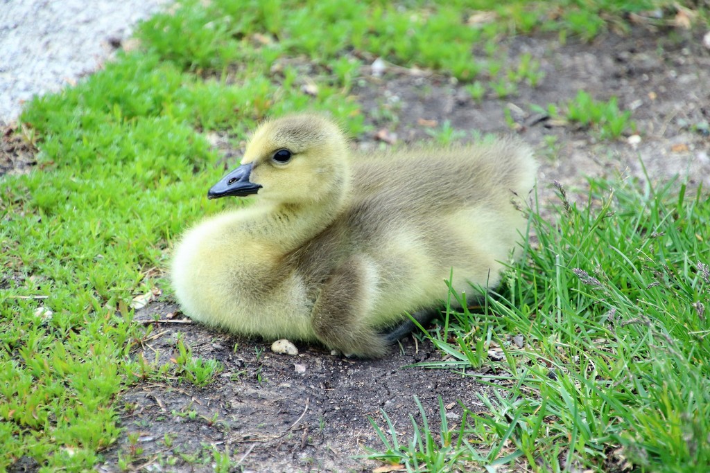 Baby Goose by randy23