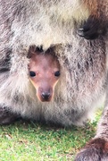 18th May 2021 - Wallaby Baby In The Pouch