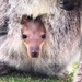 Wallaby Baby In The Pouch by randy23