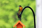 15th May 2021 - Oriole