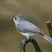 Tufted Titmouse by lsquared