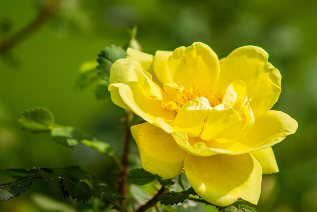 My Mum's Favorite Rose... by bernicrumb