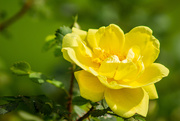 18th May 2021 - My Mum's Favorite Rose...