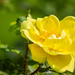 My Mum's Favorite Rose... by bernicrumb