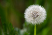 18th May 2021 - Dandelion Fluff