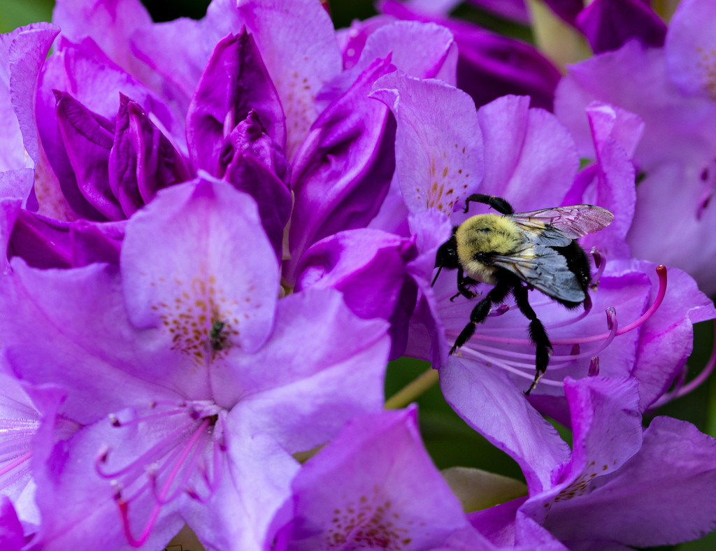 Rhododendron With Friend by cwbill