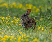 18th May 2021 - Brush Rabbit