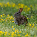 Brush Rabbit by nicoleweg