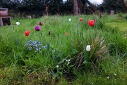 19th May 2021 - Tulips in the Orchard