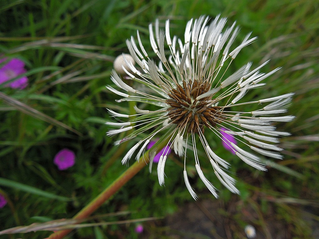 Dandelion in the wind by etienne