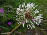 19th May 2021 - Dandelion in the wind