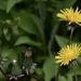 Dandelions by wakelys