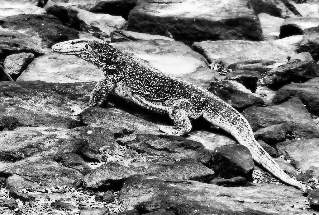 Water-Lizard by ianjb21