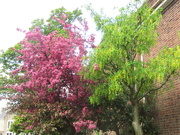 19th May 2021 - The trees in the Church Garden.