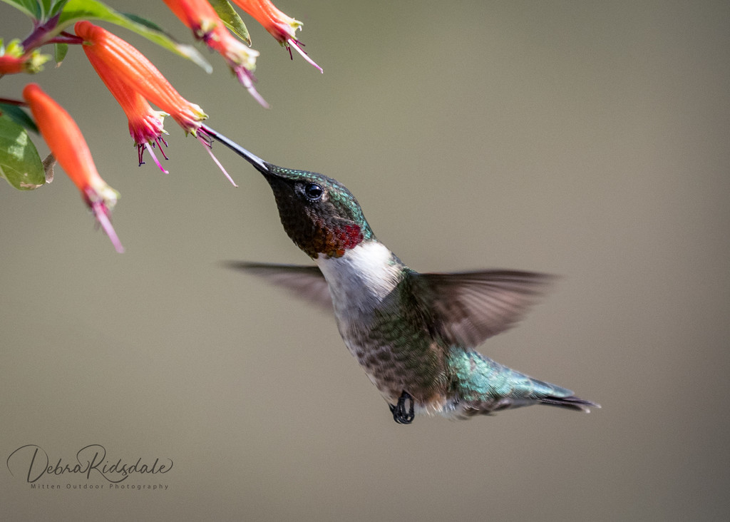 Male ruby-throated hummingbird  by dridsdale