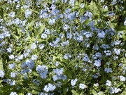 19th May 2021 - Forget me nots