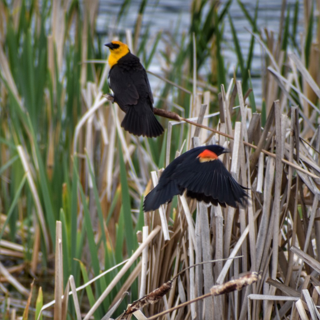 The beautiful blackbirds of Montana by louannwarren