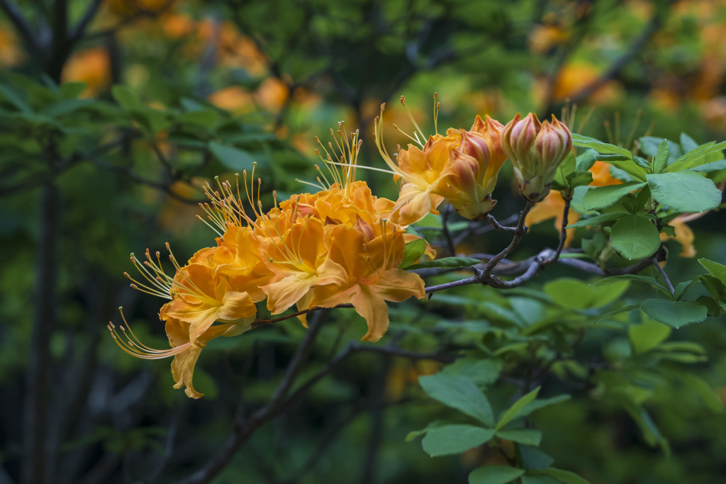 Orange Flame Azalea Bloom & Buds by kvphoto