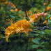 Orange Flame Azalea Bloom & Buds by kvphoto