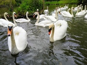 15th May 2021 - Swans at Brundon Mill