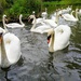 Swans at Brundon Mill by boxplayer