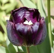 19th May 2021 - Dramatic tulip