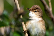19th May 2021 - Reed warbler