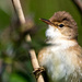 Reed warbler by stevejacob