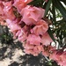 Oleander  by loweygrace
