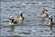 19th May 2021 - Lovely little goslings