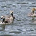 Lovely little goslings by rosiekind