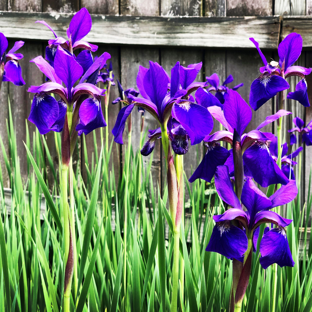 Irises Along The Fence by yogiw